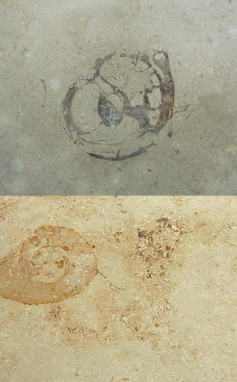 Defects and quality assessment of Jurassic stone